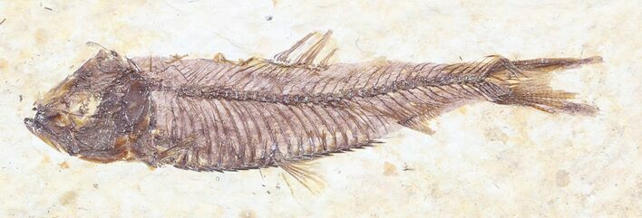 Detailed, Knightia Fossil Fish - Wyoming #53901